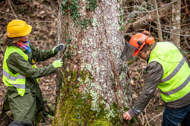 How Our Tree Care Process Works  in  Middleburg, PA