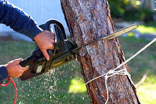 Best Tree and Shrub Care  in Middleburg, PA